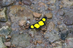 Cyllopodini