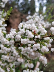 Erica glomiflora glomiflora