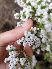 Erica glomiflora glomiflora