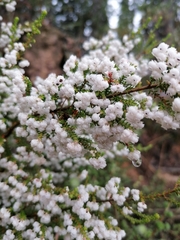 Erica glomiflora glomiflora