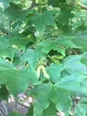 Acer pictum