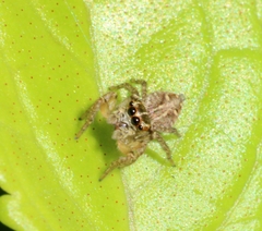 Salticinae