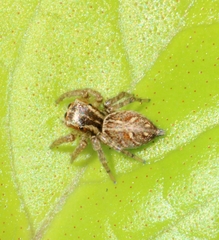 Salticinae
