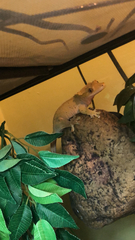 Correlophus