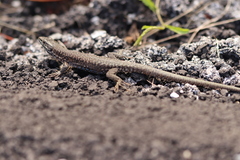 Podarcis muralis
