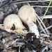 Pear-shaped Puffball - Photo (c) pinonbistro, some rights reserved (CC BY-NC), uploaded by pinonbistro