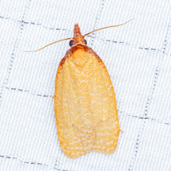 Sparganothis distincta
