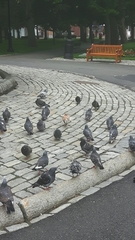 Columba livia domestica