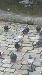 Columba livia domestica