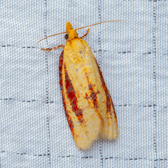 Sparganothis bistriata