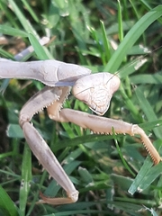 Mantidae