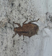 Strophosoma melanogrammum