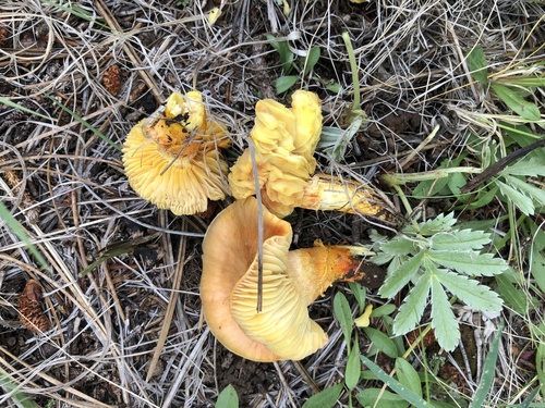 Coppery Waxcap