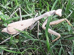Mantidae