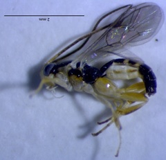 Orthocentrinae
