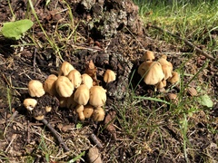 Coprinellus