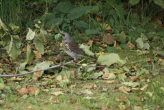 Turdus pilaris