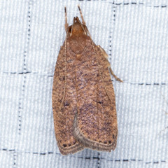 Psilocorsis quercicella