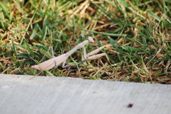 Mantidae