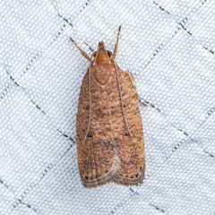 Psilocorsis quercicella