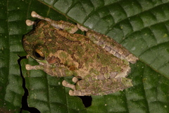 Osteocephalus buckleyi