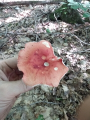 Russula silvicola