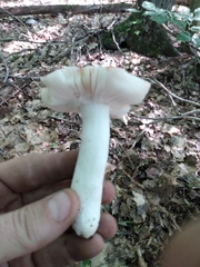 Russula silvicola