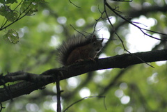 Sciurus vulgaris