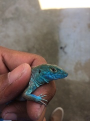 Cnemidophorus gaigei