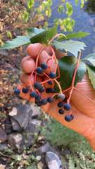 Parthenocissus inserta