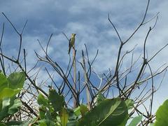 Icterus nigrogularis