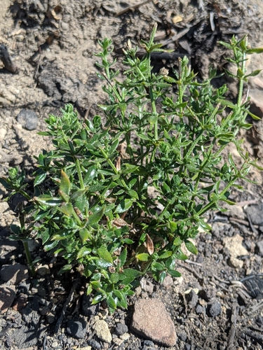 santa barbara bedstraw (Galium cliftonsmithii)