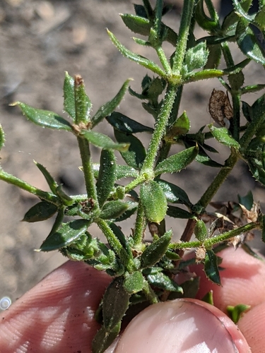 Image of Galium cliftonsmithii by no rights reserved