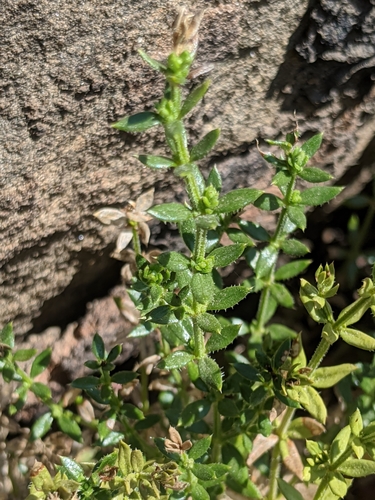 Image of Galium cliftonsmithii by no rights reserved