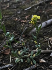 Draba spectabilis