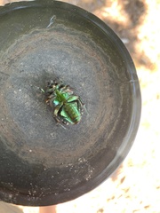 Cotinis nitida