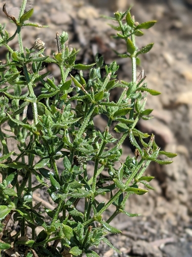 Image of Galium cliftonsmithii by no rights reserved