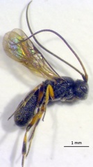 Ascogaster