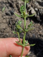 Galium cliftonsmithii