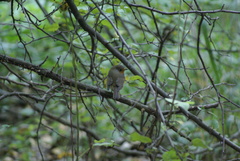 Erithacus rubecula