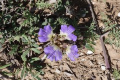 Blepharis procumbens