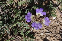 Blepharis procumbens