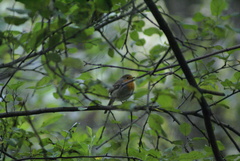 Erithacus rubecula