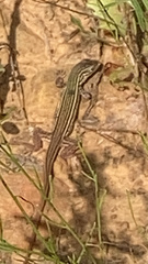 Aspidoscelis gularis