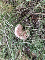 Hygrophorus neoerubescens