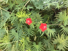 Ipomoea × multifida