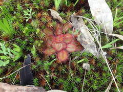Drosera praefolia