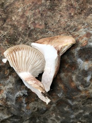 Hygrophorus neoerubescens