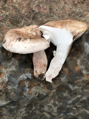 Hygrophorus neoerubescens