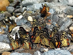 Chlosyne melitaeoides